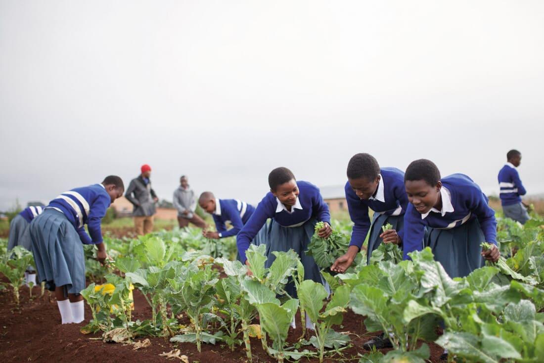 People are harvesting in the field