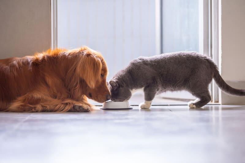 Dog and cat eating from bowl
