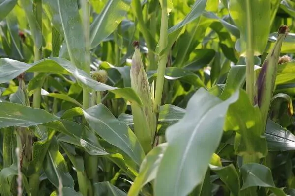 The maturity development of corn plants