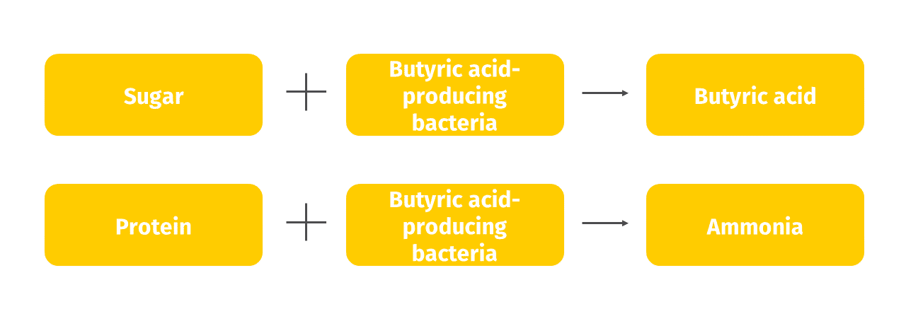 Poor fermentation in the silo – Identifying and differentiating the causes by smell