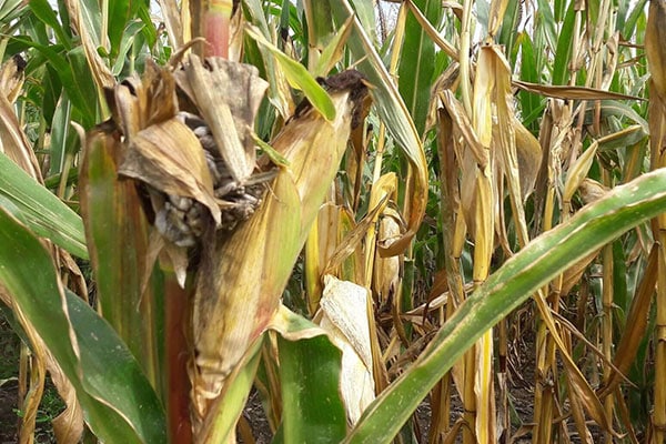 Silage corn with drought-damage – what to do now?