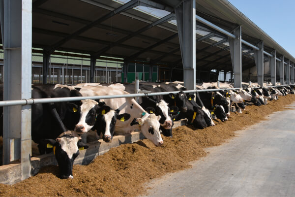 Cows eating grass silage in the stable